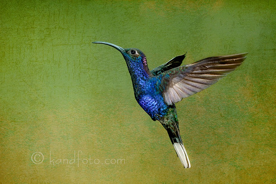 Male Violet Sbrewing Hummingbird - Costa Rica