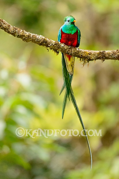 Male Resplendent Quetzal of Costa Rica